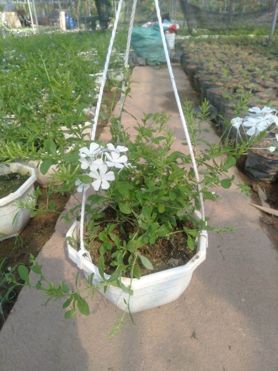 hoa thanh xà,  bạch xà  chậu treo