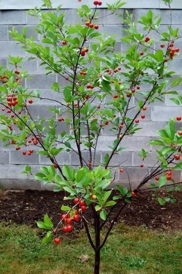 cây giống cherry siêu trái (siêu sớm)