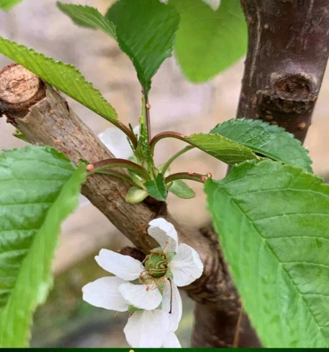 CÂY GIỐNG CHERRY Chịu Nhiệt tốt