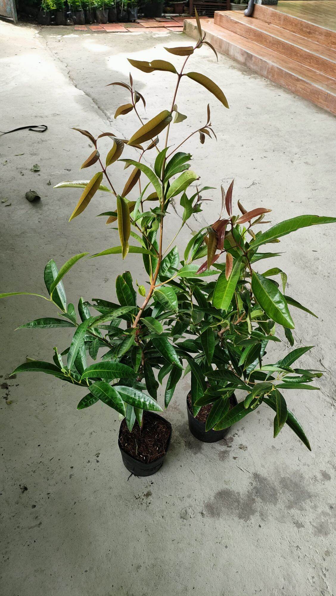Cây giống mận lý