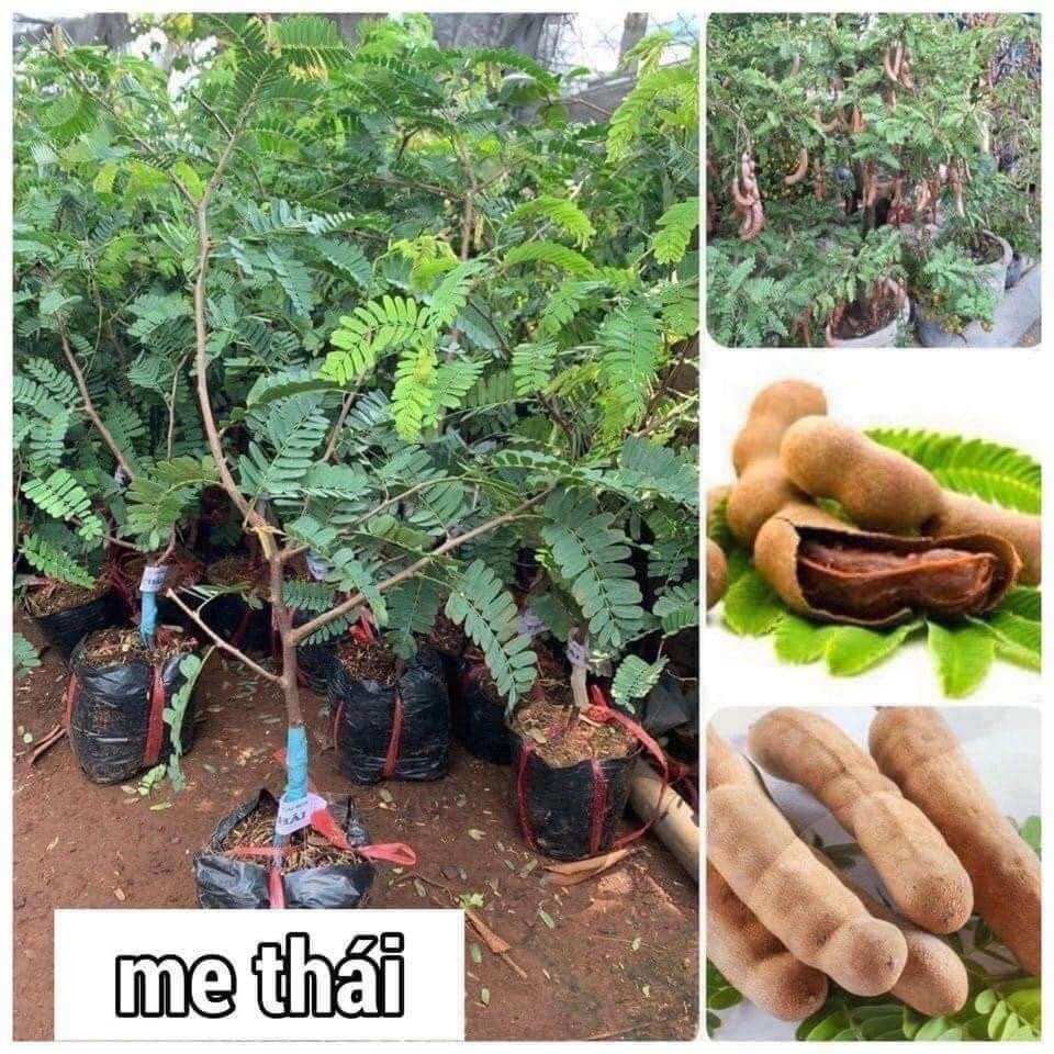 Cây giống me thái