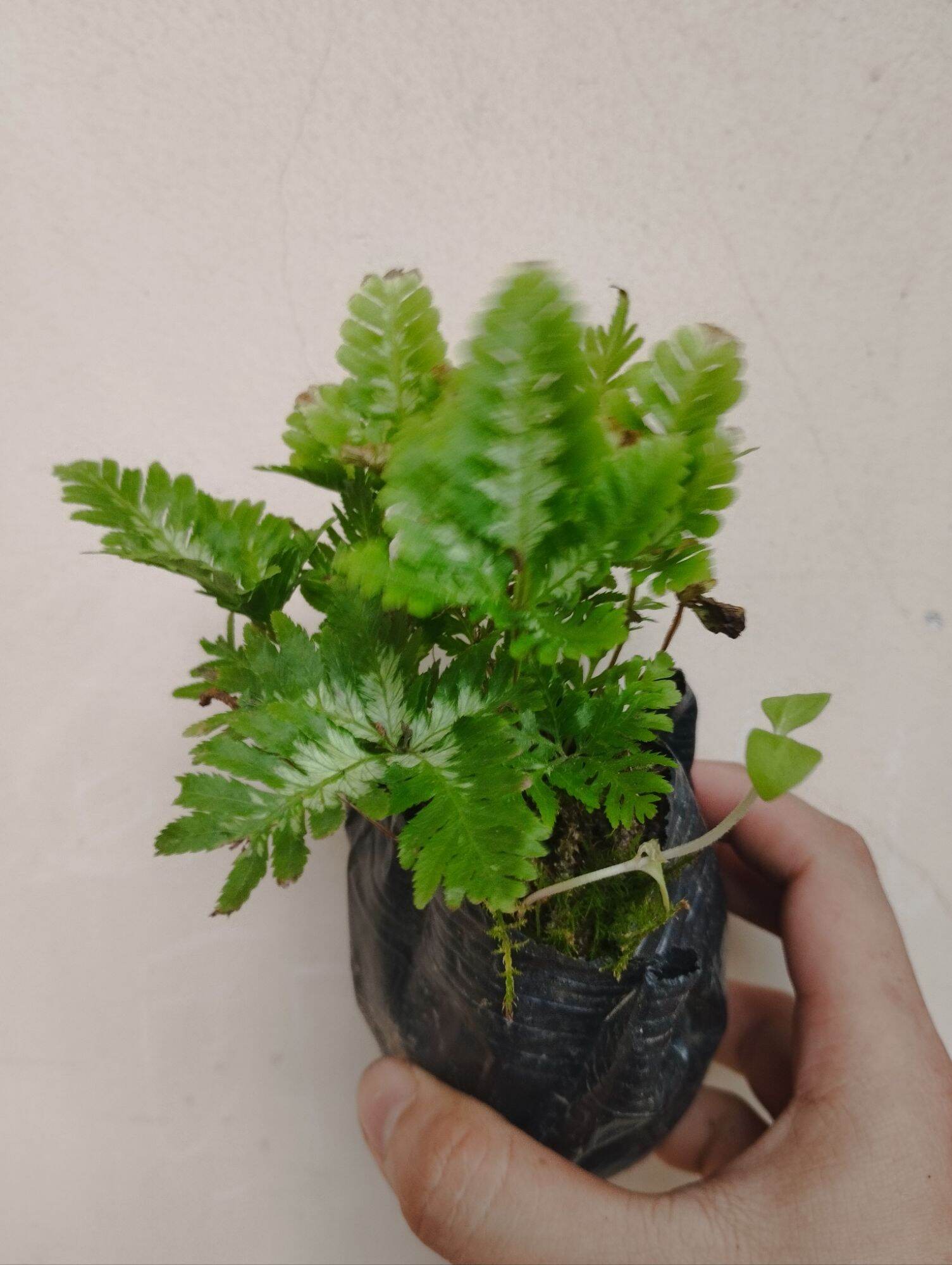 Dương sỉ cẩm thạch mini ( có sỉ )
