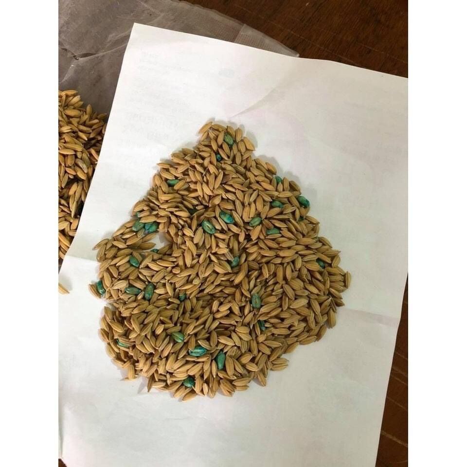 BÃ THÓC DIỆT CHUỘT SINH HỌC ĐÔ THỊ, CHÍNH HÃNG