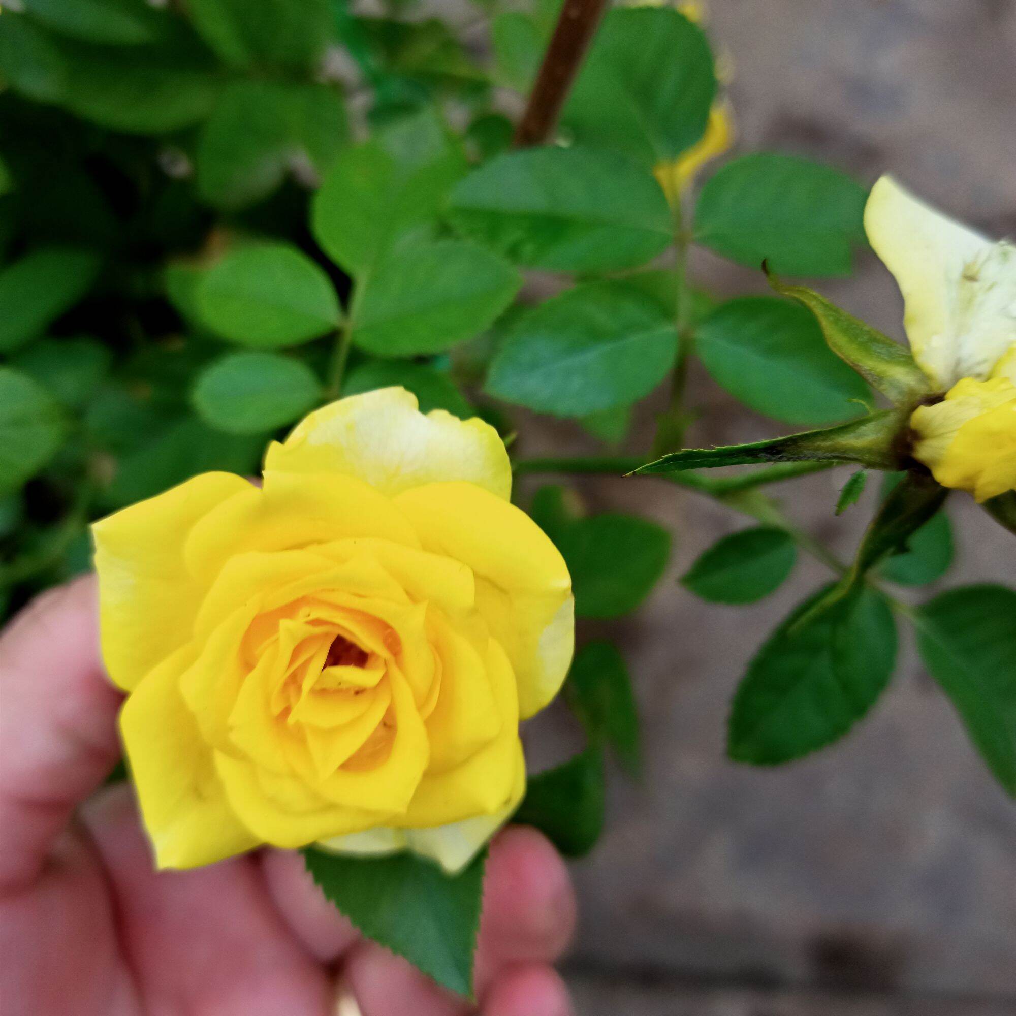 Chậu cây hoa hồng tezza vàng