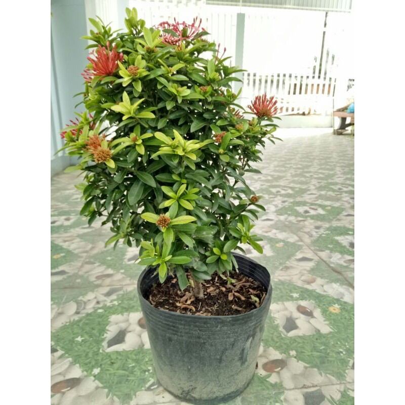 (1 chậu) cây bông trang tím sen Thái (hoa mẫu đơn) - lá nhỏ