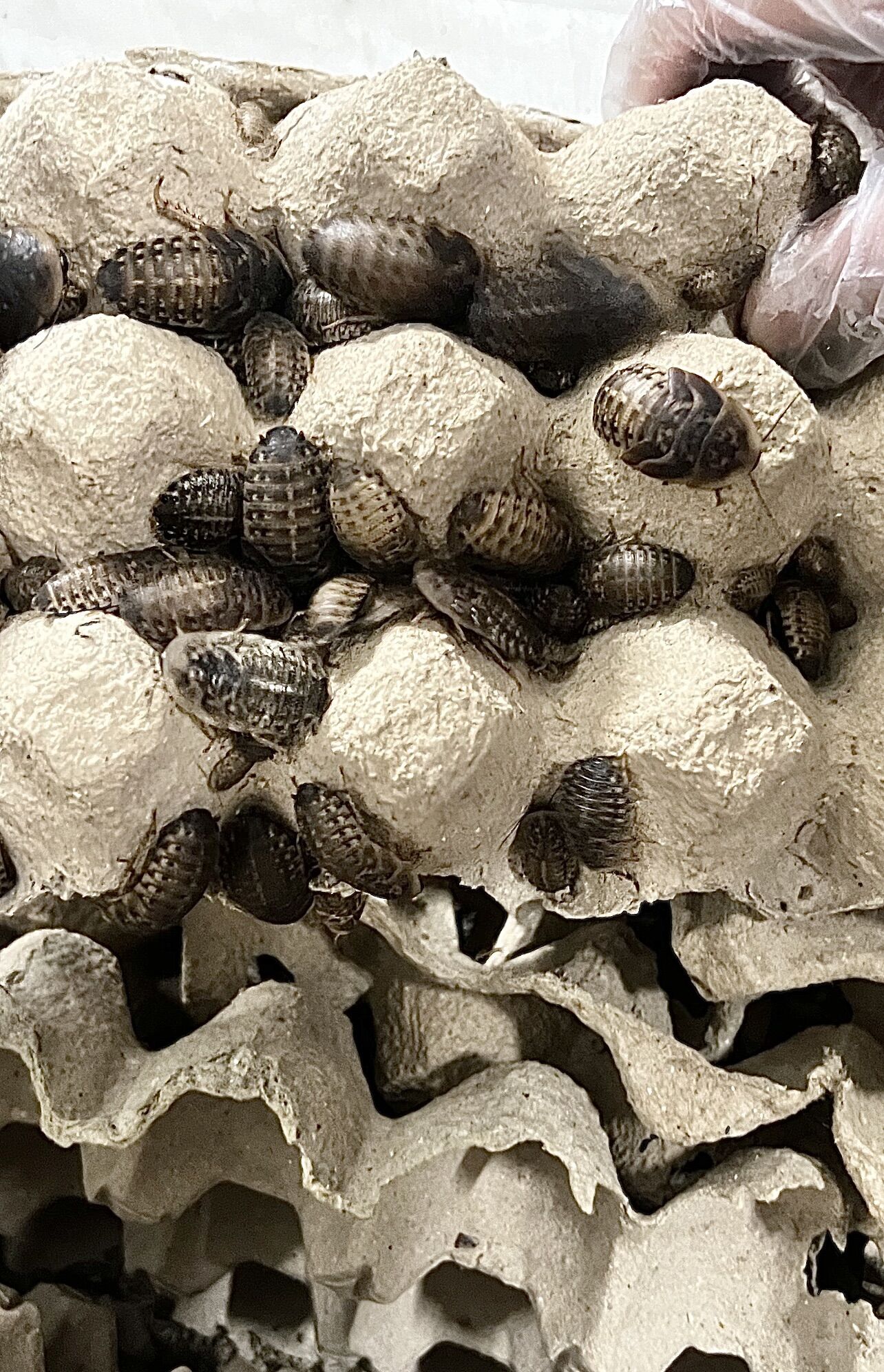 Gián Dubia size lớn 3-4cm. 100 gram