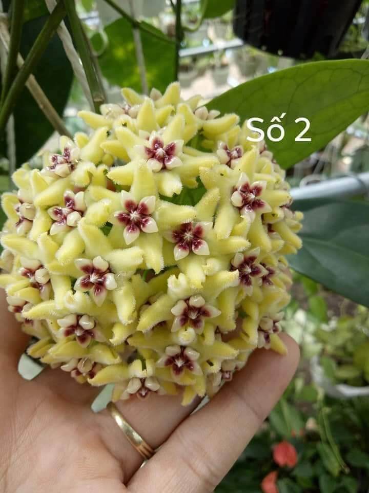 Hoa lan cẩm cù vàng chanh trưởng thành sắp hoa