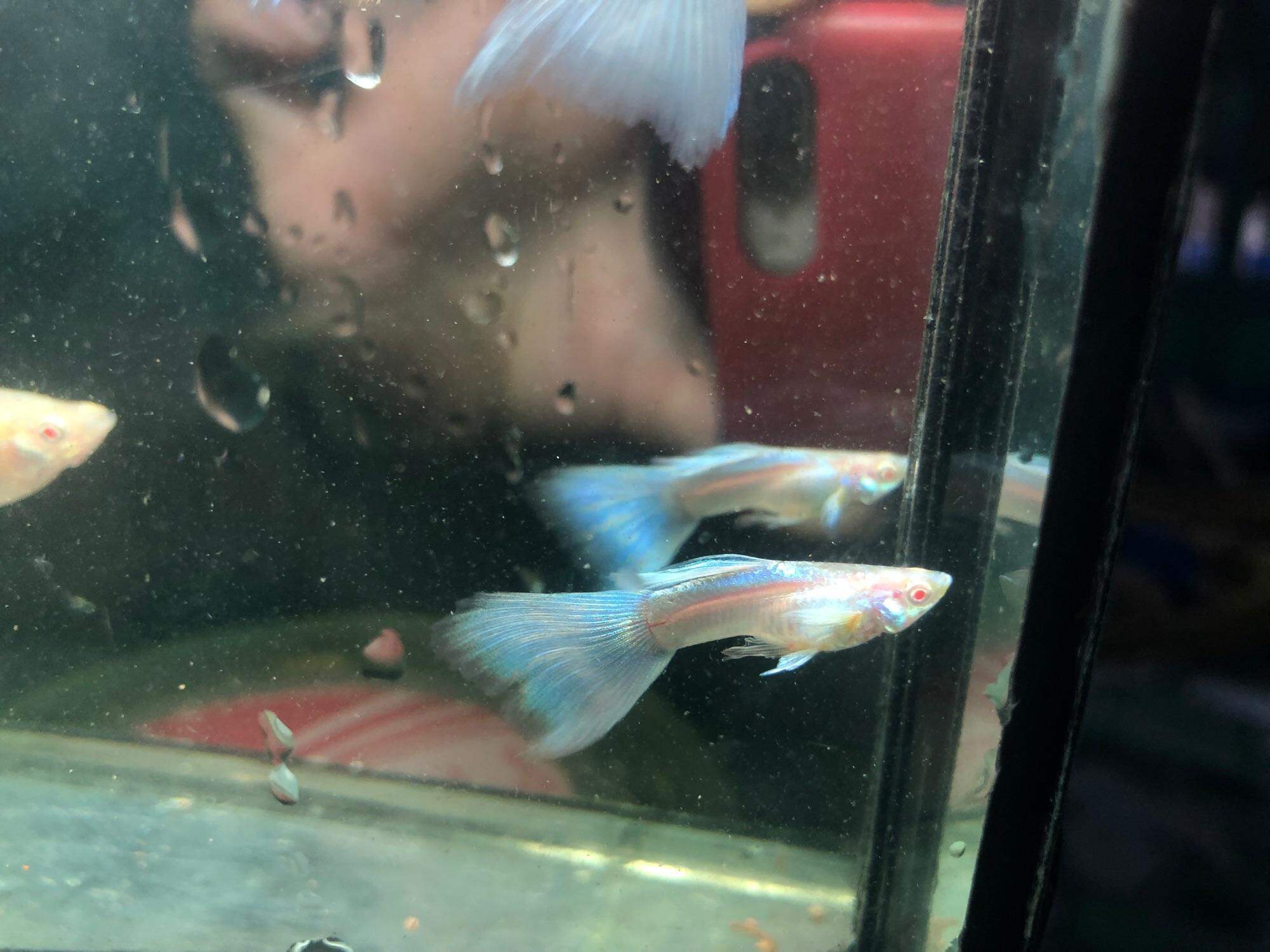 GUPPY 1 Cặp BLUE TOPAZ