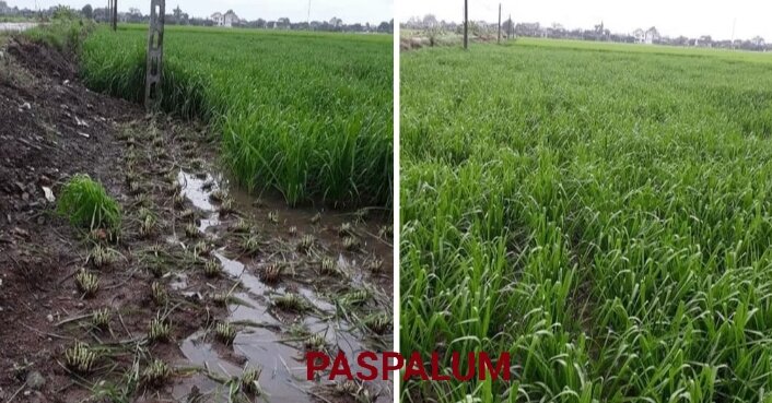 Cỏ chịu ngập úng paspalum 200g