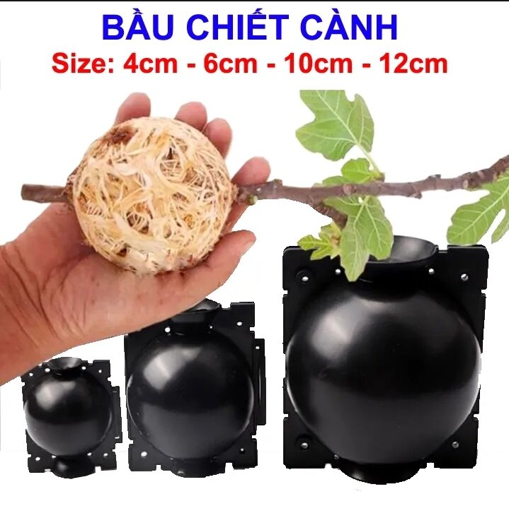 Combo 50 bầu chiết cành cao cấp đủ kích thước , tăng khả năng ra rể , chống úng cành chiết , tái sử dụng nhiều lần