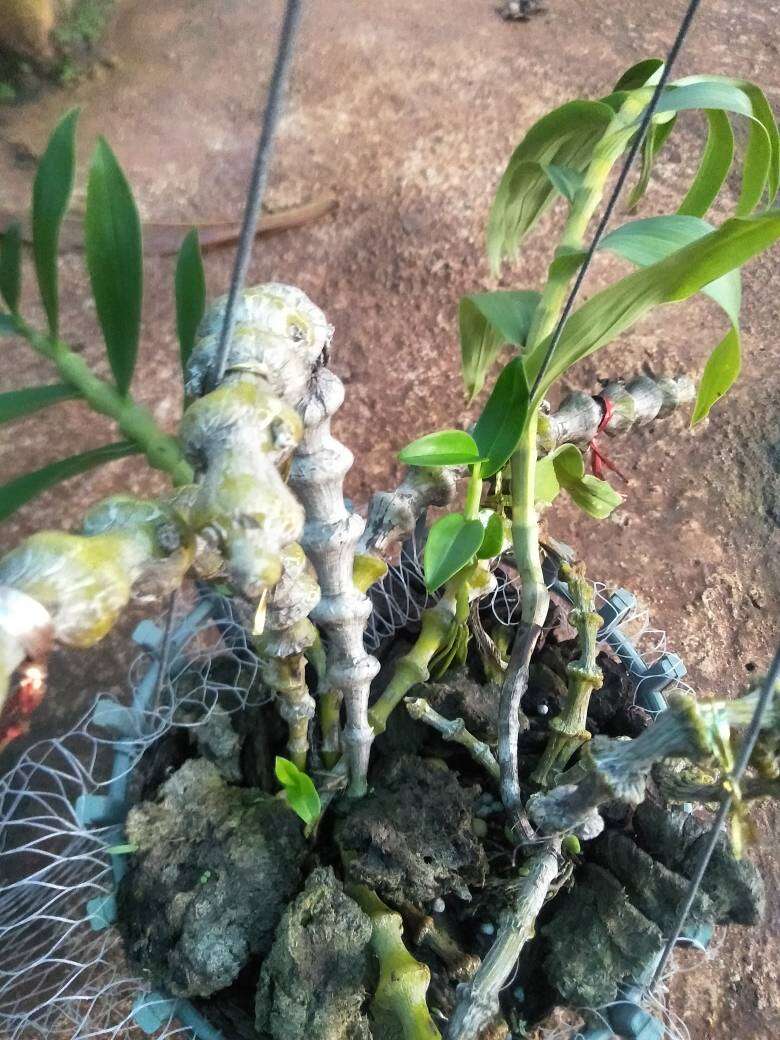 Hoa lan trúc phật bà đang  chậu đã bám rễ