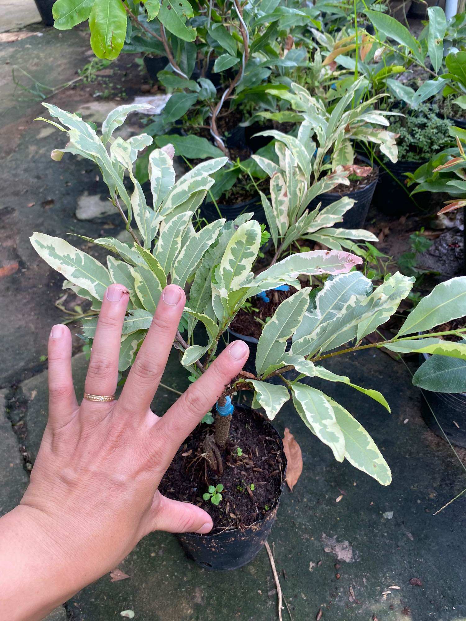 Cây Mai cúc thọ hương lá cẩm thạch