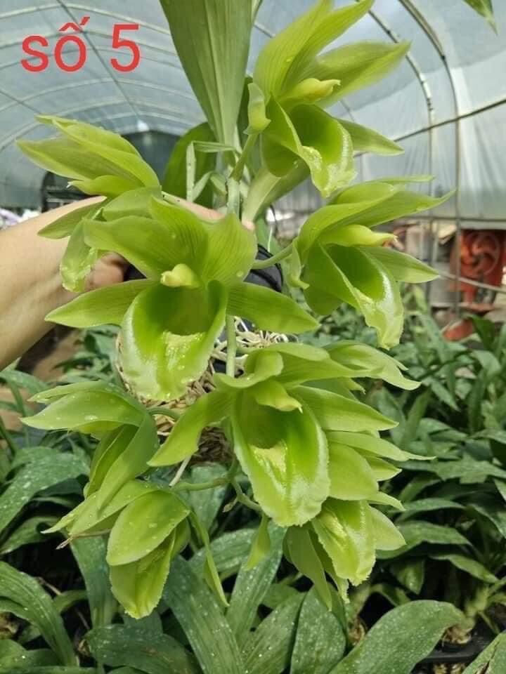 Hoa Lan thiên Nga đột biến(1 củ hình cuối)