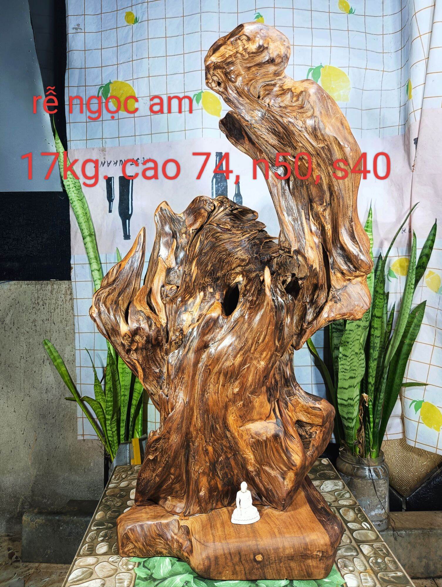 Lũa gỗ thơm ngọc am đỏ hà giang