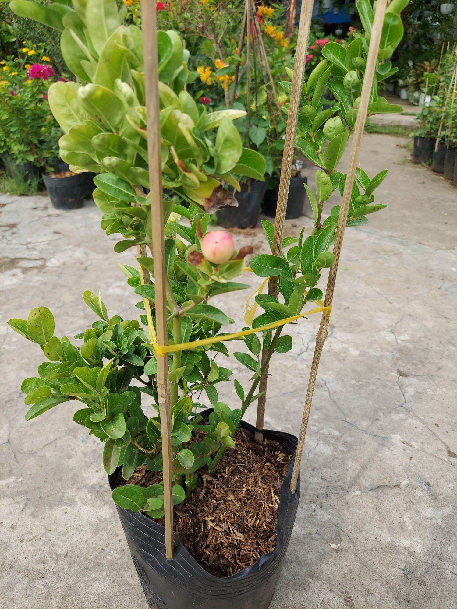 Cây Si rô đang trái, bông nụ nhiều