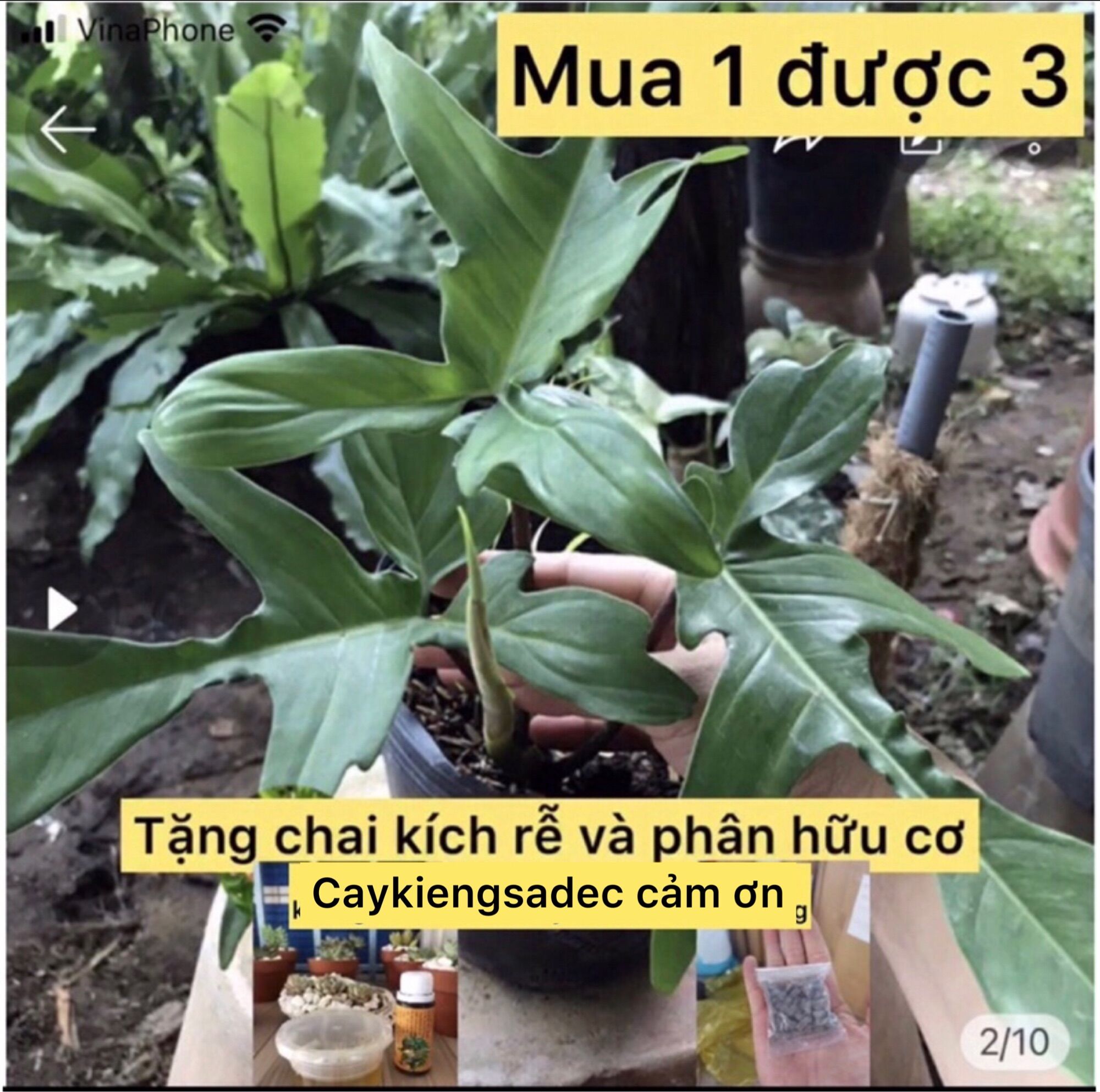 caykiengsadec - Cây cánh én xanh (philodendro xanh)- tặng phân bón - hoa kiểng lá - trang trí nội thất cảnh quan sân vườn ngoài trời