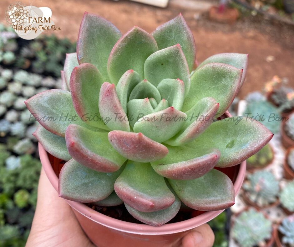 SEN ĐÁ PHA LÊ LIÊN ĐÀI SIÊU ĐẸP 😛😛😛 SIZE 9-12 CM 😍😍😍 XUẤT VƯỜN ĐÀ LẠT 🍓🍓🍓 ĐÃ THUẦN KHÍ HẬU 🍓🍓🍓