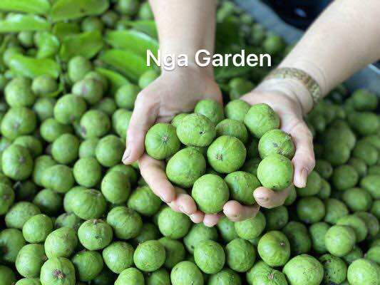 2 kg quả sấu tươi, gọi mới đi hái