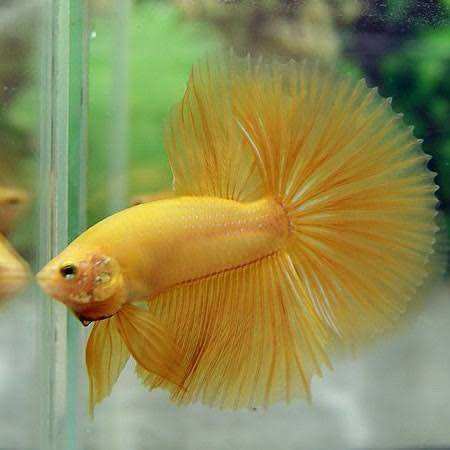 Betta Super Yellow Halfmoon - Hàng đuôi to