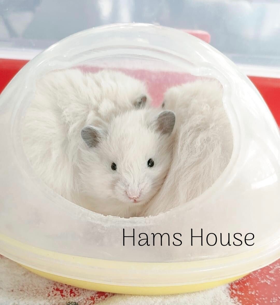 Nhà tắm lớn cho hamster