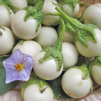 Hạt  cà  pháo trắng  F1 giống  chuẩn