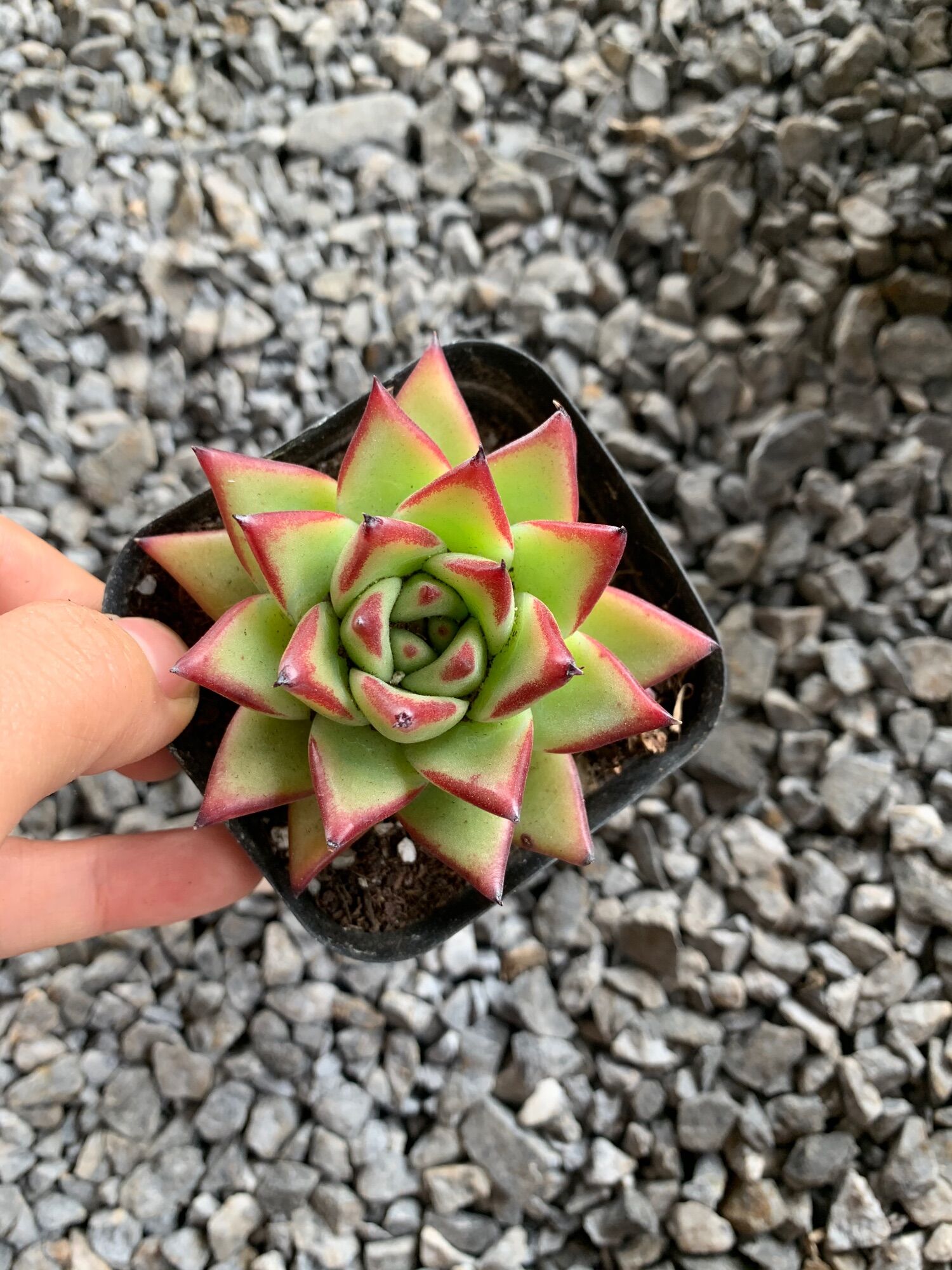 Đế vương. Sen đá đế vương