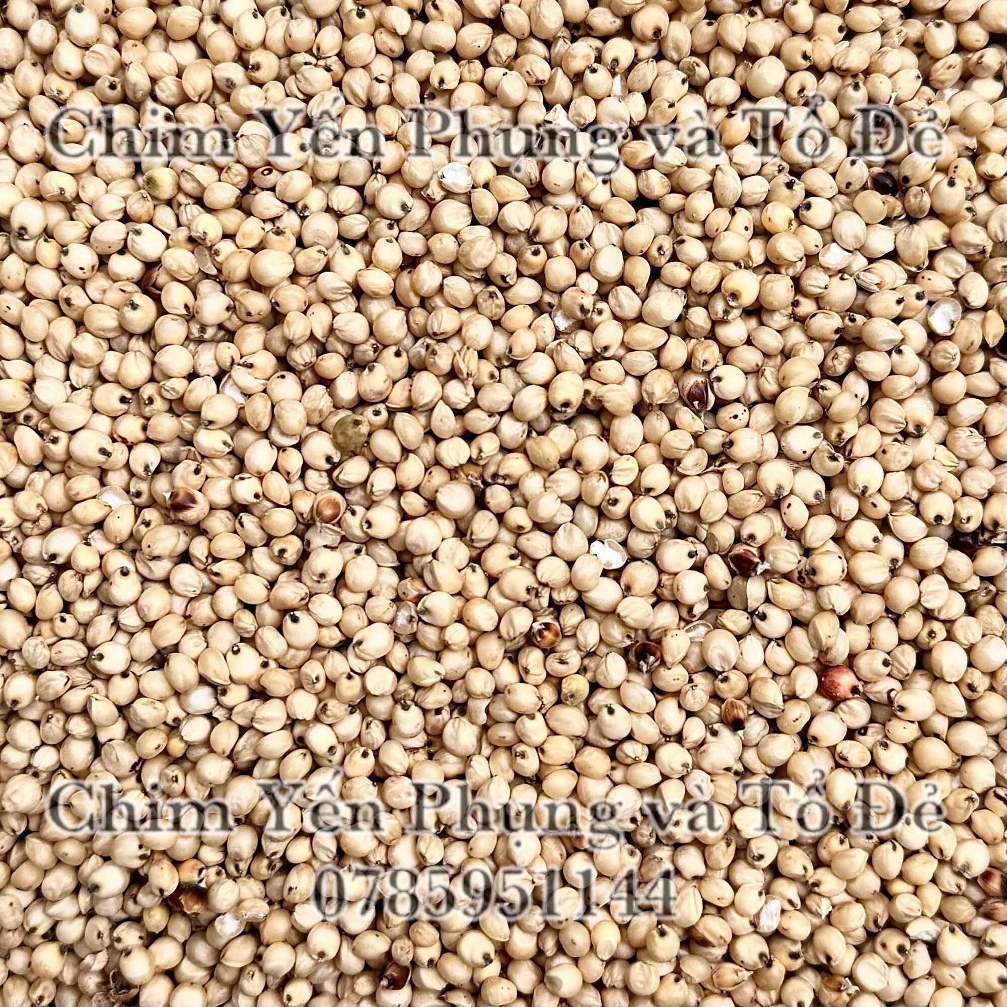 1kg hạt bo bo trắng (ý dĩ)