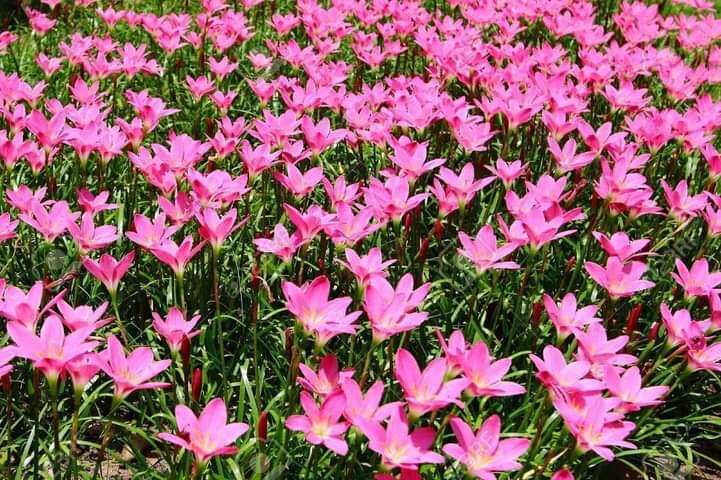 20 củ hoa huệ mưa mix màu
