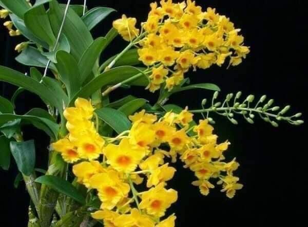 Hoa Lan Sơn thủy tiên (1 bó hình cuối) vv