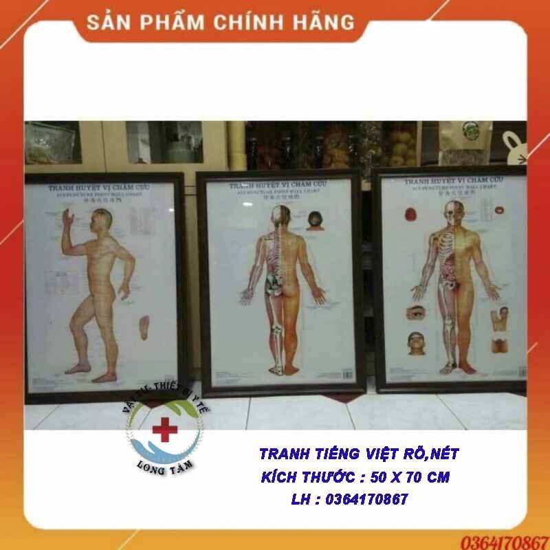 Tranh châm cứu huyệt vị 3 tờ - kích thước 50x70cm