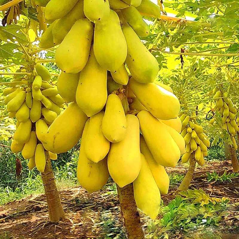 5 cây đu đủ vàng lùn siêu trái