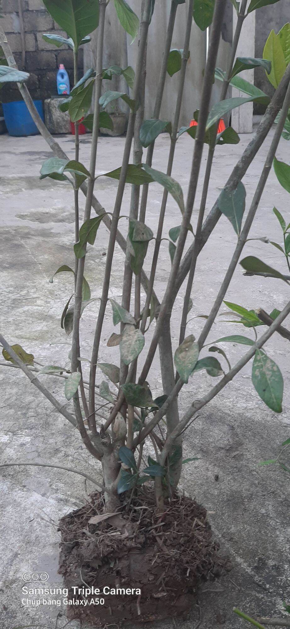 Cây dành dành 6 cánh (gốc zeri)