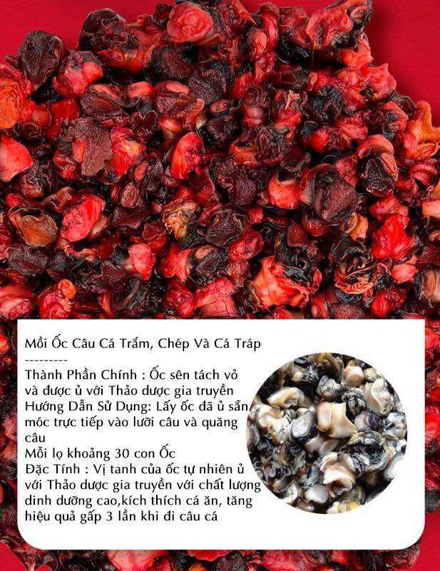 Mồi Ốc câu cá Trắm, Chép, Tráp