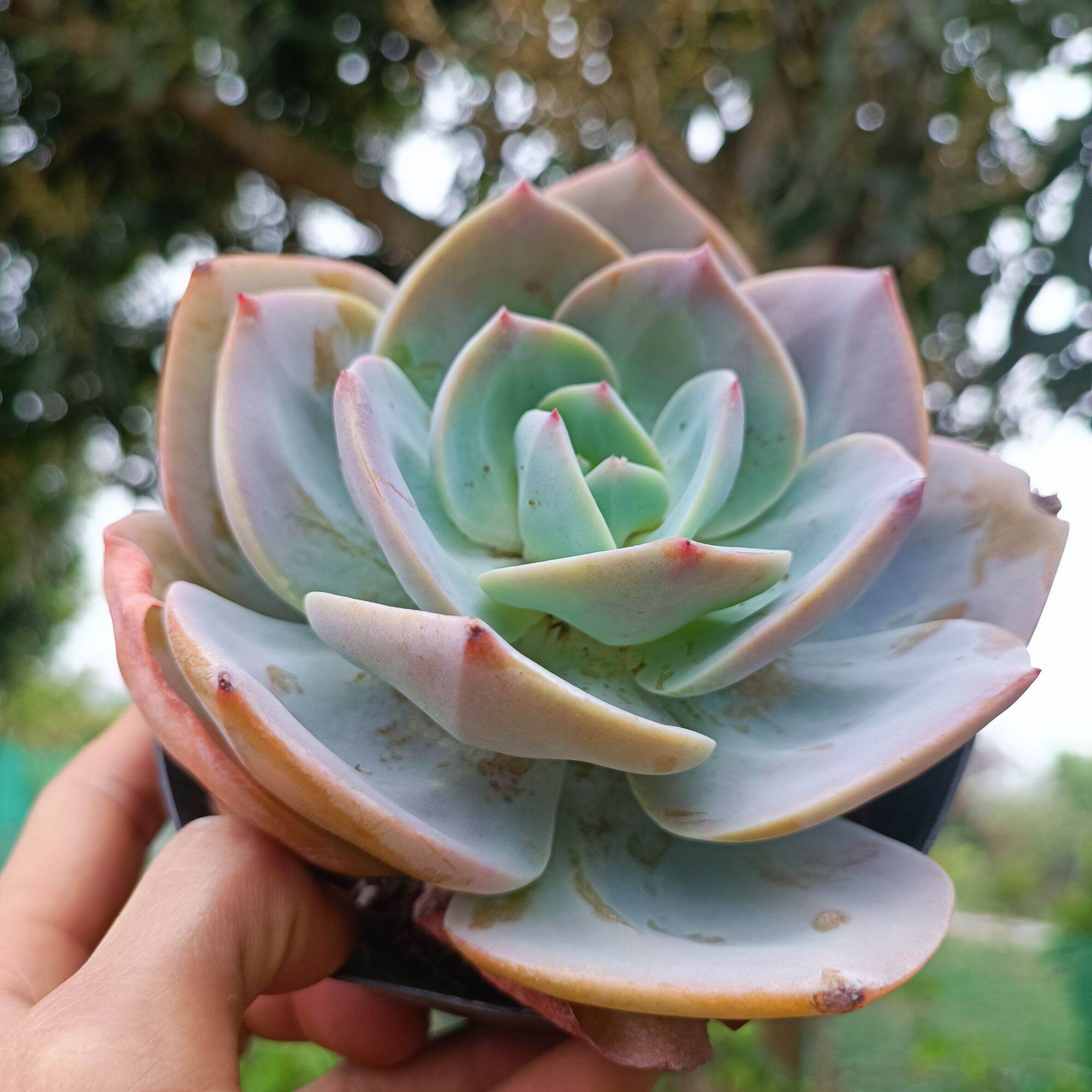 Sale khủng - sen đá bèo nhật 12_13 cm