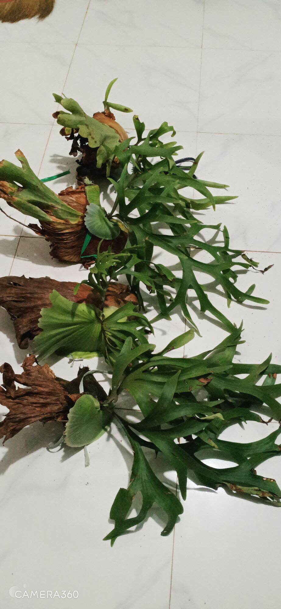 CÂY Ổ RỒNG