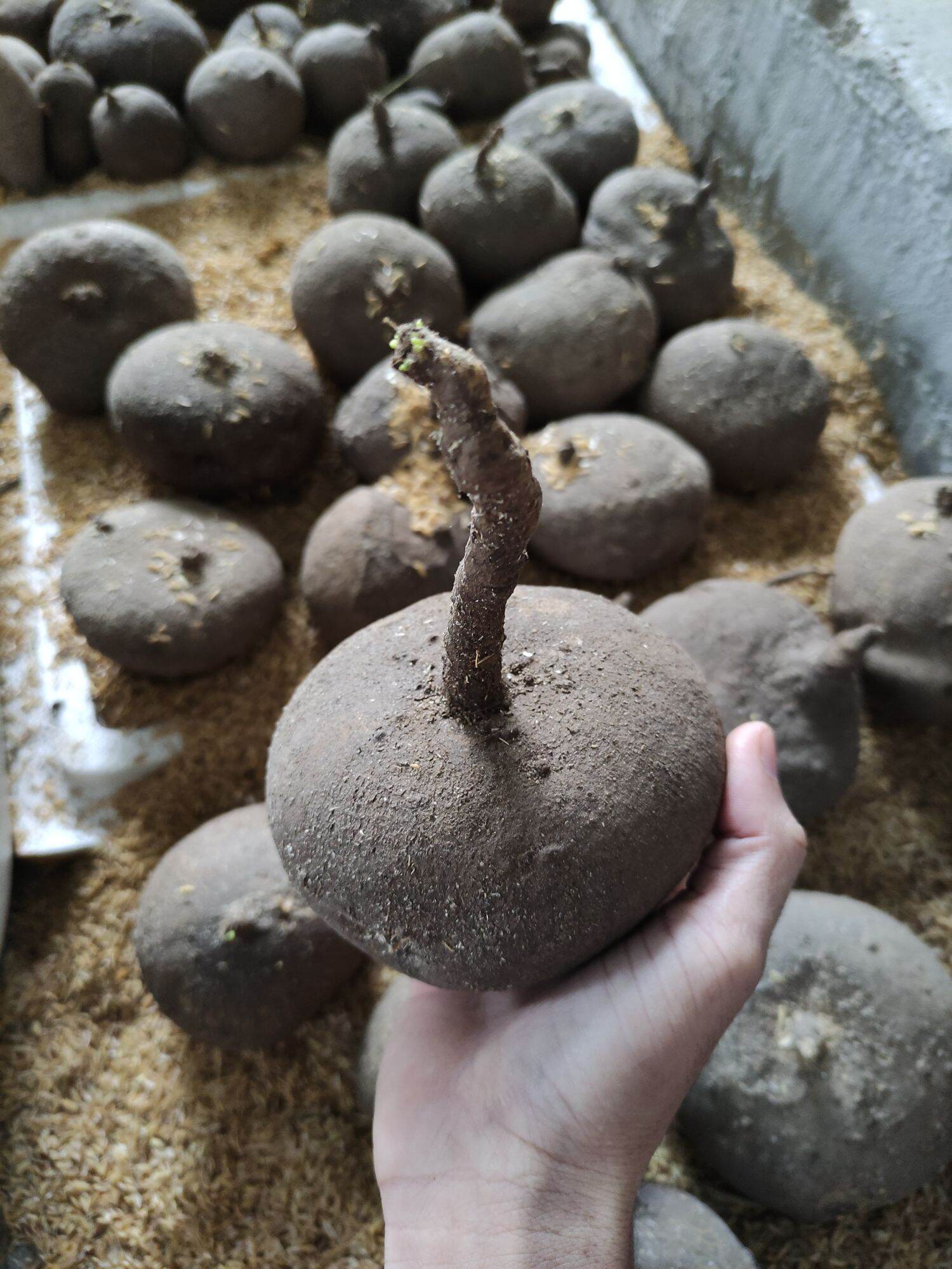 Củ bình vôi đang mầm