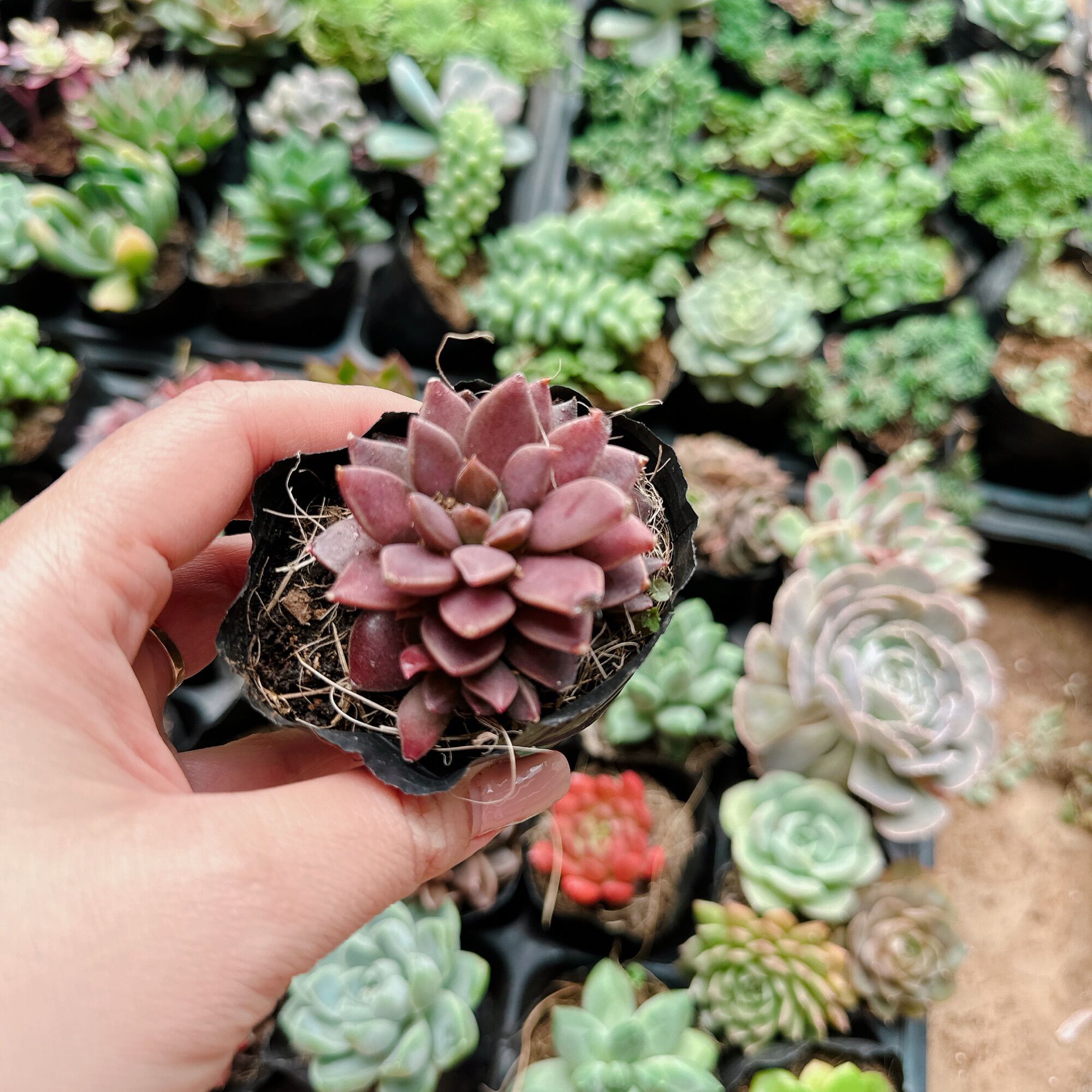 Sen đá mặt trăng size bầu 3-5cm