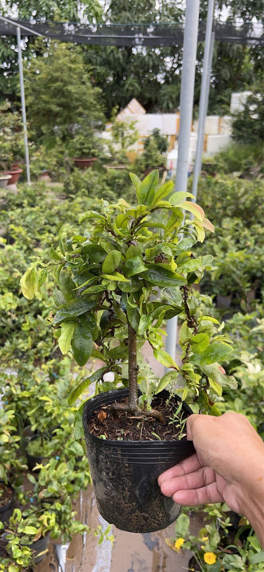 Hoa mai xoắn chơi tết loại trung