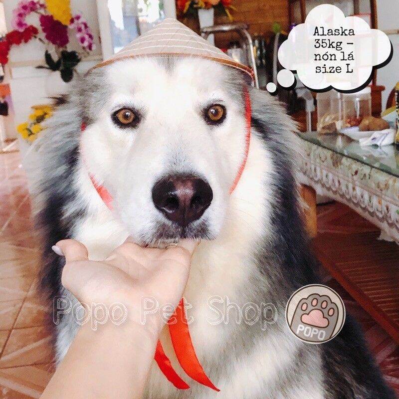 Nón lá đội cho thú cưng