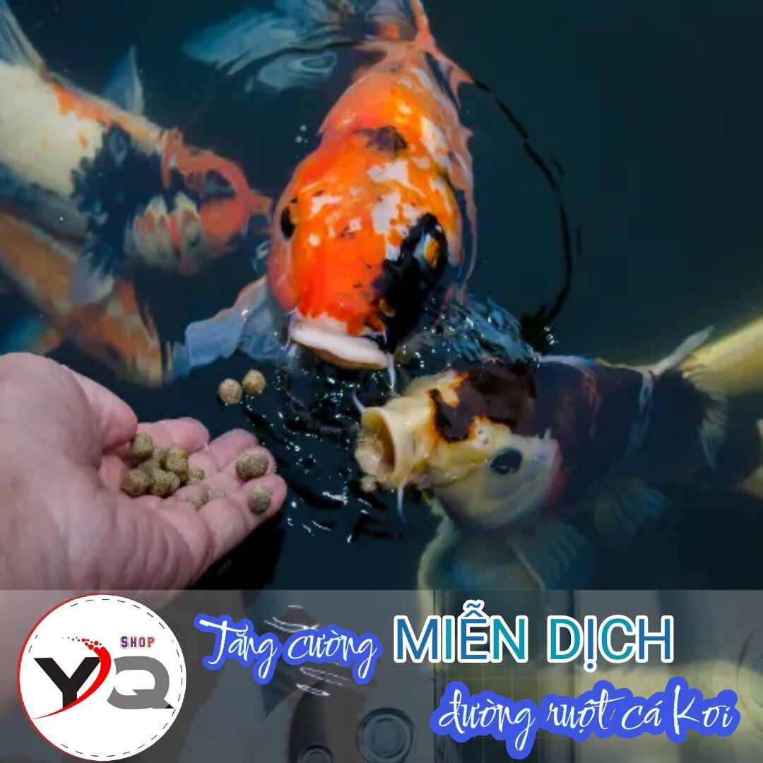 Cám cá koi, cá vàng seamaster || túi 1kg