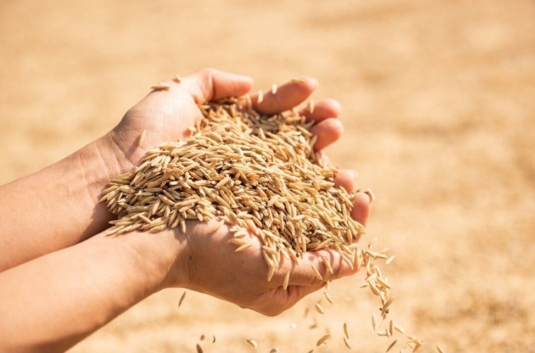 5 ký thóc thức ăn của vịt gà chim cu, chim gáy