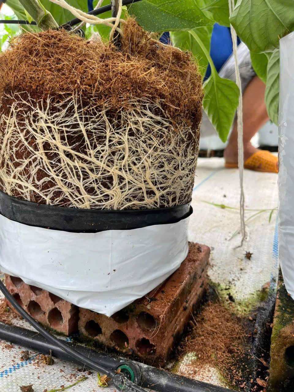 Humic Siêu Kích rễ chai 1 lít