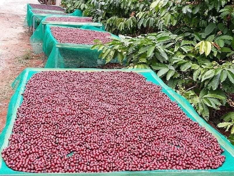 Cape bột nguyên chất bịch 1kg