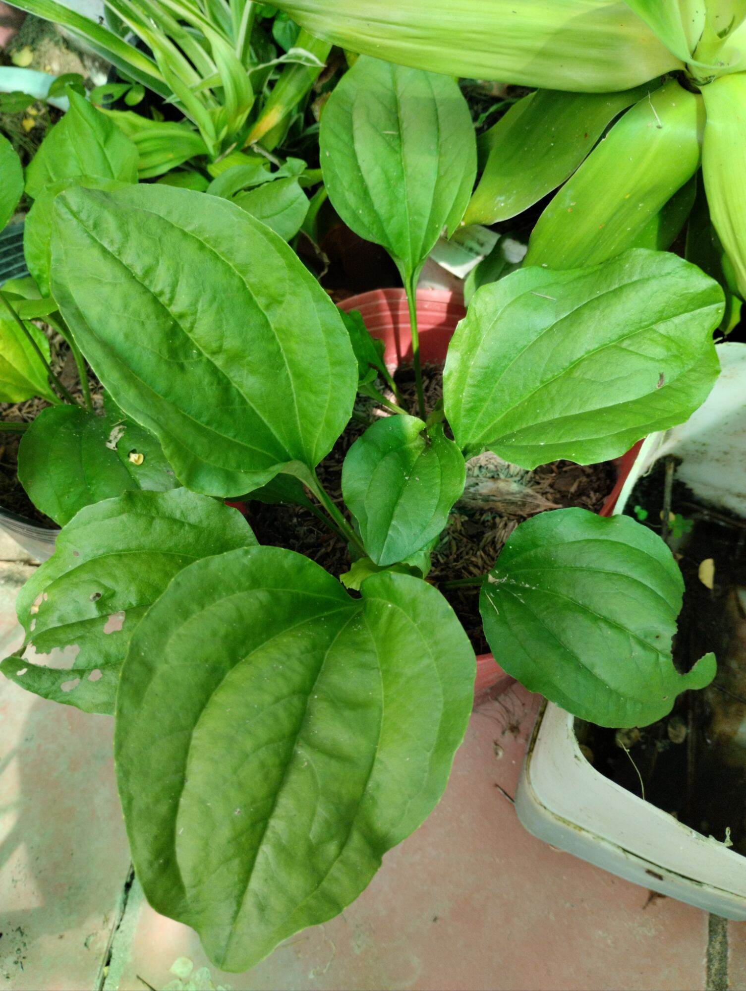 cây mã đề