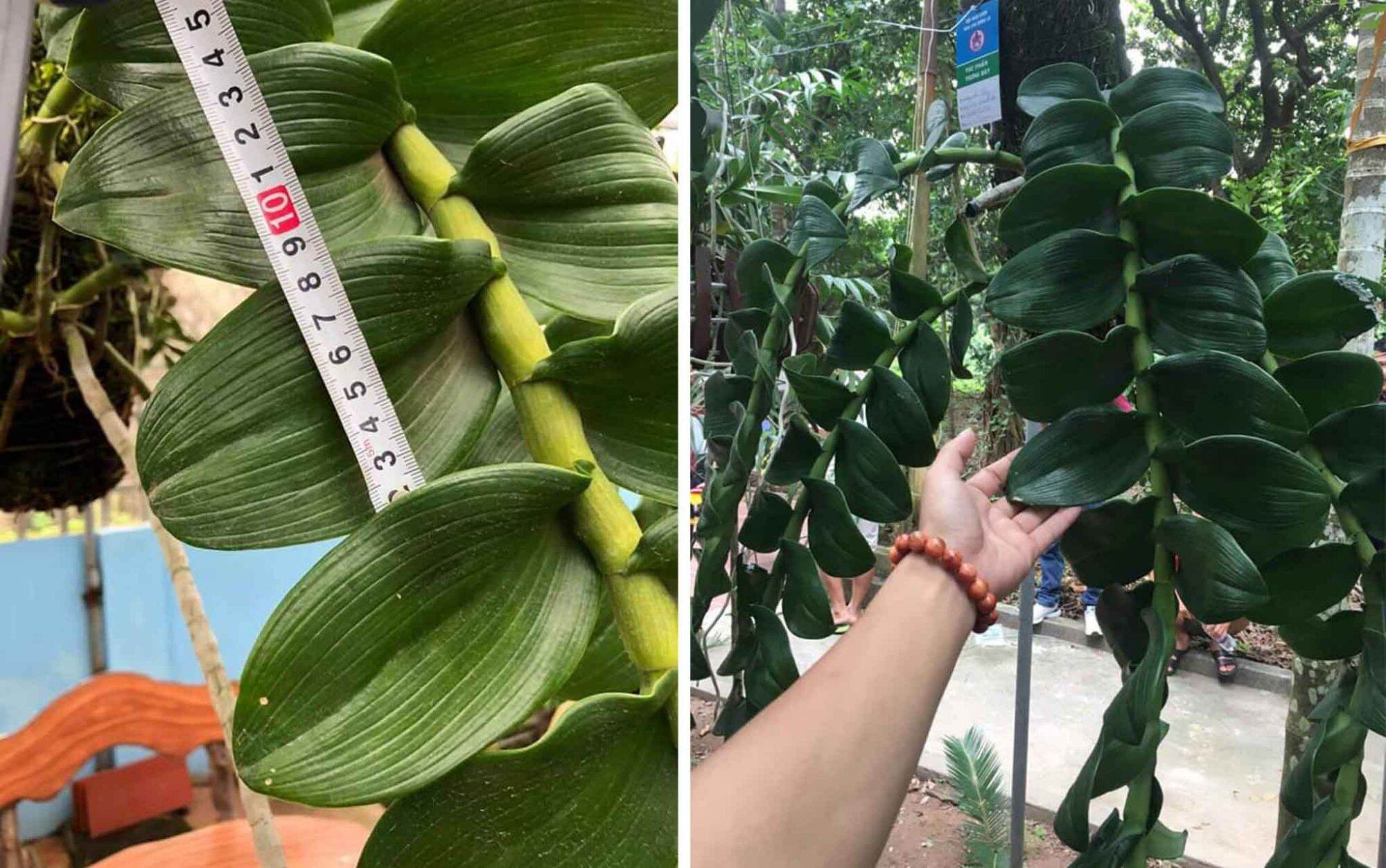 0PHÂN BÓN THÔNG MINH RYNAN. NPK 23-08-08+TE (RYNAN® FLOWERMATE 230)