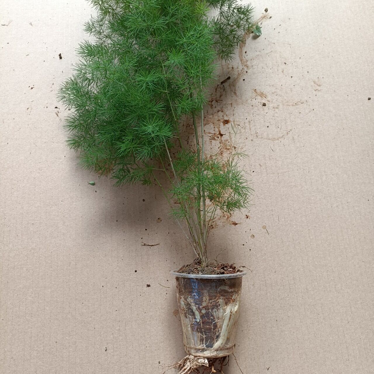 Cây Tùng Nho_chậu ly - Asparagus Ming Fern