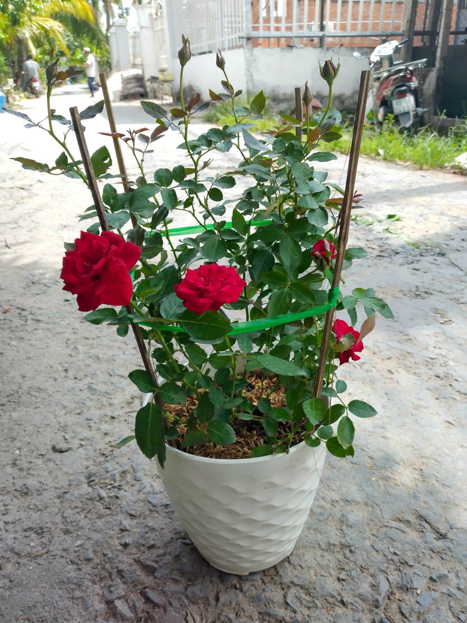 Chậu Hồng tezza Vàng, Đỏ ib chọn màu