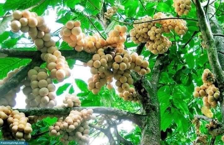 CÂY GIỐNG BÒN BON TÍM THÁI LAN SIÊU SỚM