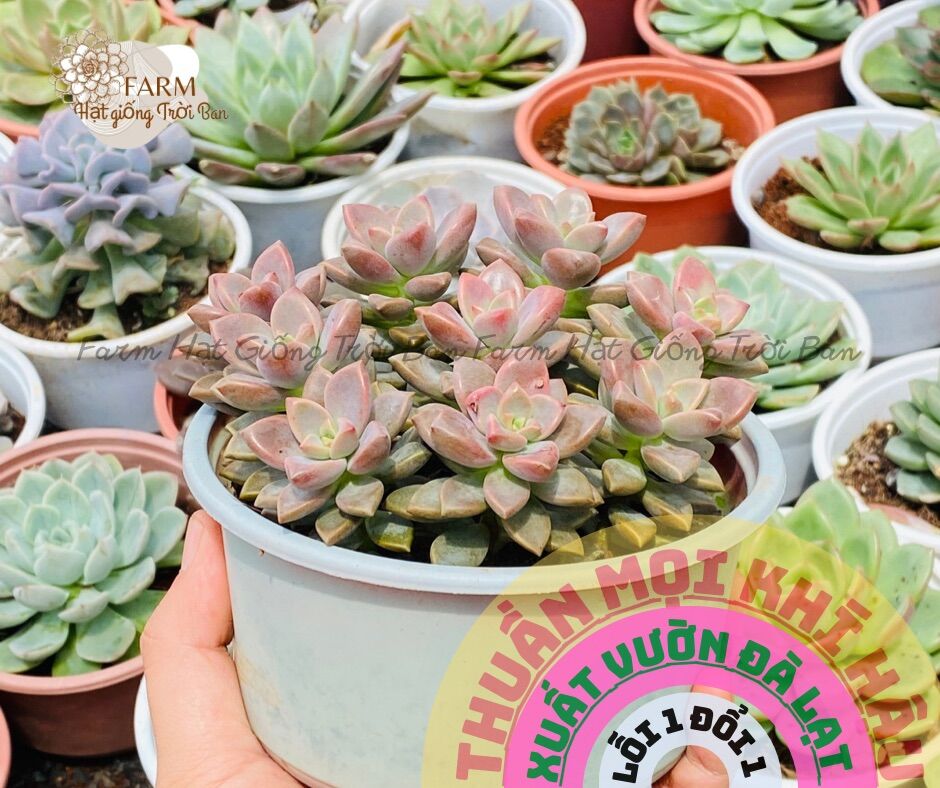 Sen đá ĐÁ NÂU🥰 SIZE TÔ 💵FARM HẠT GIỐNG TRỜI BAN 🍄 HƯ 1 ĐỔI 1 ❄️