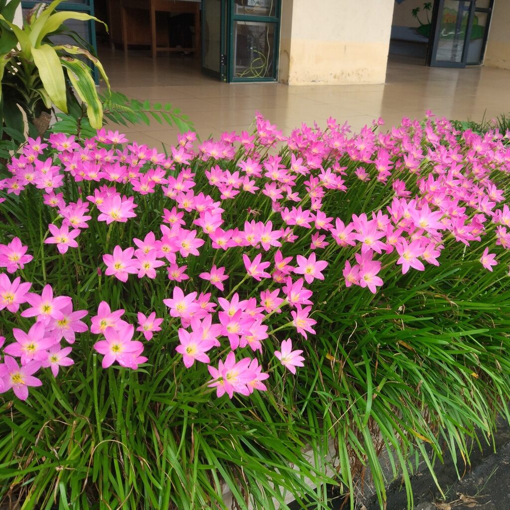 cây huệ mưa siêu hoa